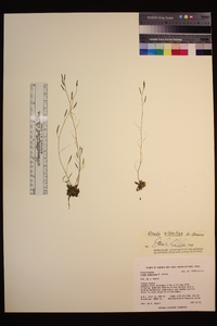 Draba albertina image